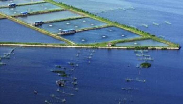 斗门新增一个省级农业标准化示范区项目 广东省海鲈标准化养殖示范区获批建设