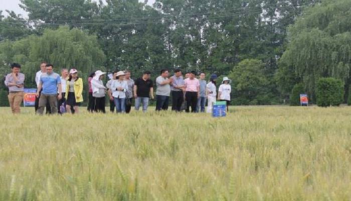 苏州市种子管理部门积极示范推广强筋小麦新品种