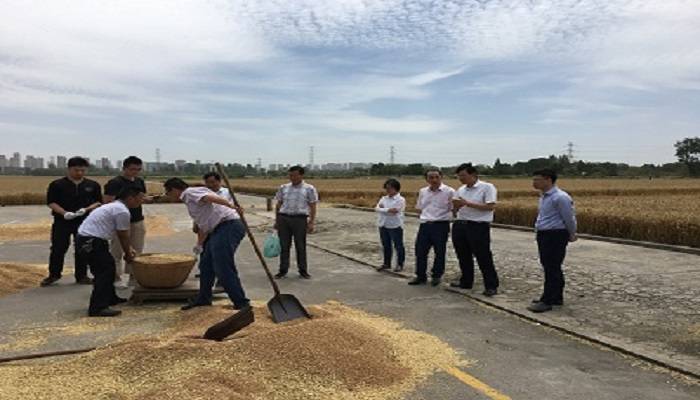 今年优质强筋小麦新品种“镇麦12号”示范亩产超500公斤