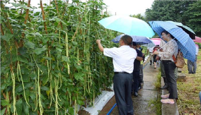 从化区:广州市第十四届农业新优品种(豇豆)擂台赛开赛