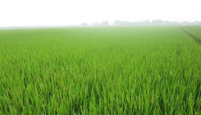 中国农科院公布全院农业科技重大新进展