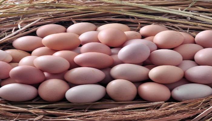 部分地方鸡蛋价格一斤超6元 “火箭蛋”卷土重来？