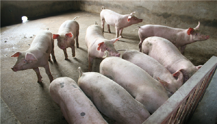 鼓励养猪保障供应 中央财政补助奖励政策再加码