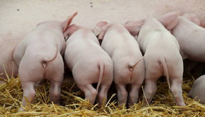 广州今年要养40万头生猪，本月将有1600吨冻猪肉投放市场