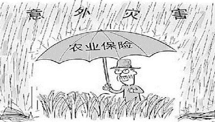 农业保险，为规模化生产撑起“保护伞”
