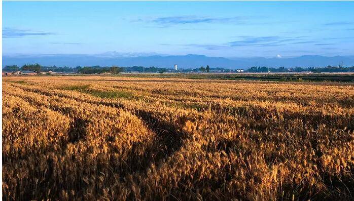 广州市南沙区农业农村局关于《南沙区现代农业增量提质若干措施实施细则》的解读